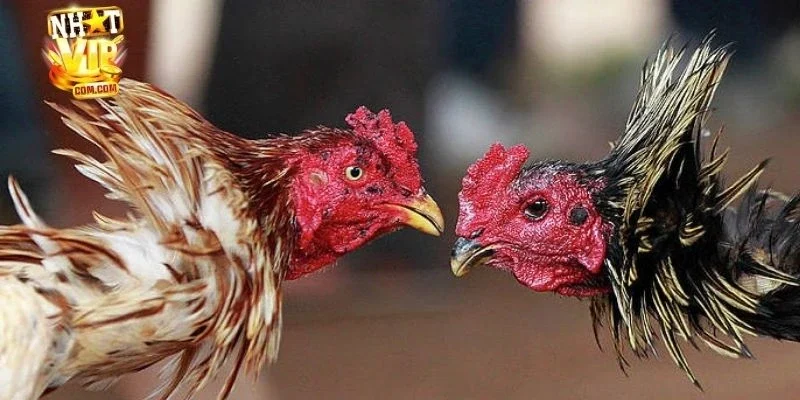 Khái quát đá gà NHATVIP